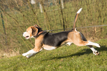 running beagle in a garden