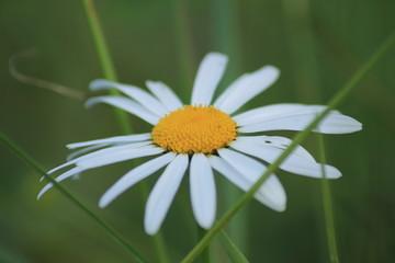 Obraz premium Ромашка