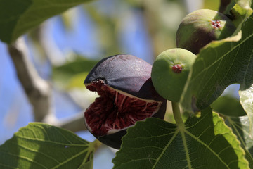Fototapeta premium Echte Feige (Ficus carica) am Baum