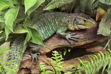 Krokodilteju (Dracaena guianensis) oder Panzerteju