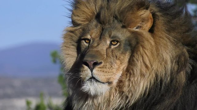 lion looks at camera in magestic slow motion