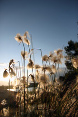 Flowers on sunset on Aland islands