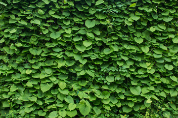 green wall plants background - 194146883