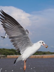Seagulls in mangrove forest reserve bangpoo Thailand