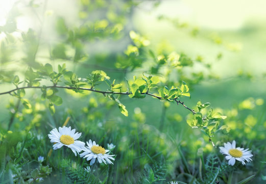 Daisy flower in meadow - beautiful flowering in spring - awakening nature