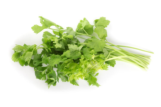 Celery or parsley leaf isolated on white background