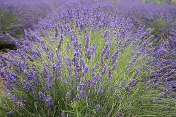 Lavender fields Valensole Forcalquier Alpes-de-Haute-Provence Provence-Alpes-Cote d'Azur France
