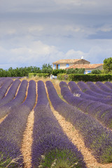 Countryside near Valensole Forcalquier Alpes-de-Haute-Provence Provence-Alpes-Cote d'Azur France