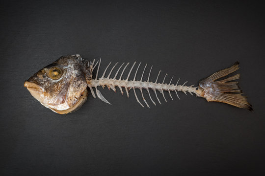 Skeleton of dorado fish on dark background.