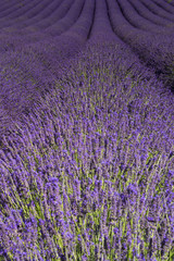 Fototapeta na wymiar Lavender rows Valensole Plateau Forcalquier Alpes-de-Haute-Provence Provence-Alpes-Cote d'Azur France