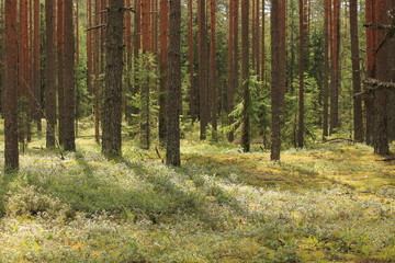 Рассвет в сосновом лесу