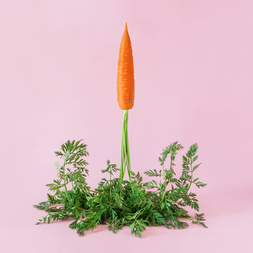 Naklejka Carrot  launches like a rocket on pink background. Easter minimal concept.