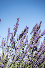 Lavender fields Bonnieux Apt Vaucluse Provence-Alpes-Côte d'Azur France