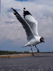 Seagulls in mangrove forest reserve bangpoo Thailand