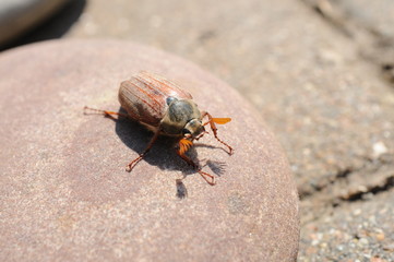  European beetle Cockchafer on a stone and tree