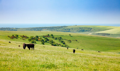 English rural landscape in with grazing Aberdeen Angus beef cattle