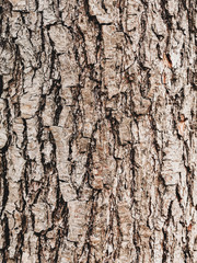 Bark of Elm. Seamless Tileable Texture. Old wood skin. Natural background