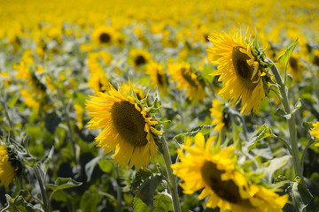 Sunflowers in Peyrins Romans-sur-Isère Valence Drôme Auvergne-Rhône-Alpes France