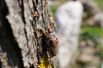  European beetle Cockchafer on a stone and tree