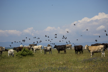 Obraz premium Cow breeding in natural environment Edirne Turkey