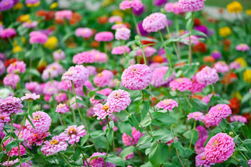 pink zinnia garden