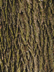 Bark of Elm. Seamless Tileable Texture. Old wood skin. Natural background