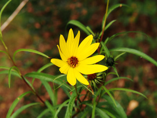 Helianthus salicifolius - willowleaf sunflower