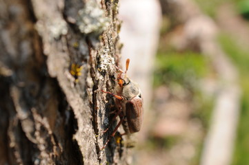  European beetle Cockchafer on a stone and tree