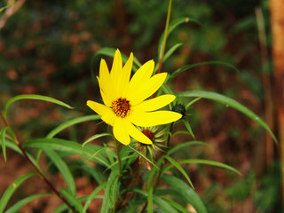 Helianthus salicifolius - willowleaf sunflower