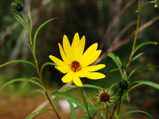 Helianthus salicifolius - willowleaf sunflower