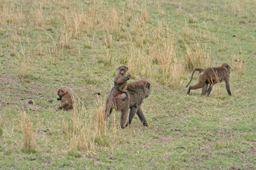 Fototapeta na wymiar Gruppe von Pavian Affen mit Jungtieren am Rücken der Weibchen