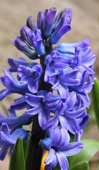 Hyacinth.