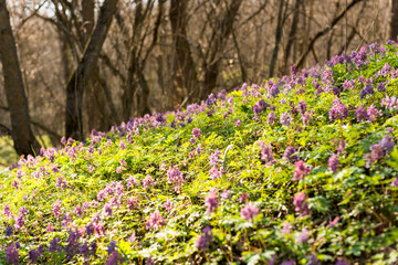  spring landscape with forest flowers.