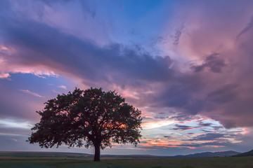 Beautiful landscape with a lonely oak tree in a field, the setting sun shining through branches and storm clouds, Dobrogea, Romania