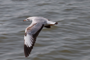 Seagulls flying over the sea