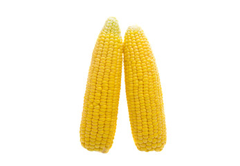 head of corn isolated