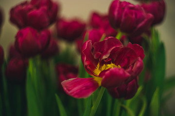 Botanical garden in Saint Petersburg