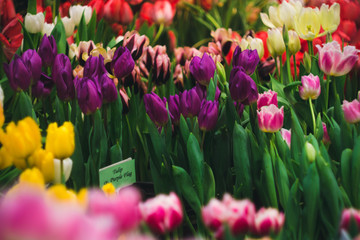 Obraz premium Botanical garden in Saint Petersburg