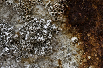 Sessilia also named barnacles on the hull of an old ship