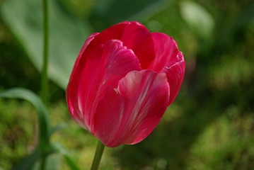 Obraz premium Tulipe rose au printemps