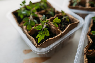 seedlings in peat pots.Baby plants seeding, black hole trays for agricultural seedlings.The spring...