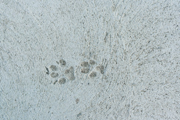 Two dog paw prints hardening in grey concrete.