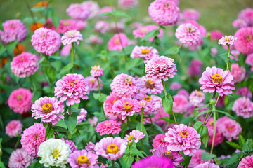 pink zinnia garden