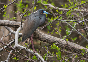 Tricolored Heron Breeding