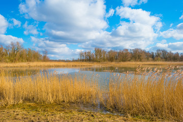 The edge of a frozen lake in sunlight in winter