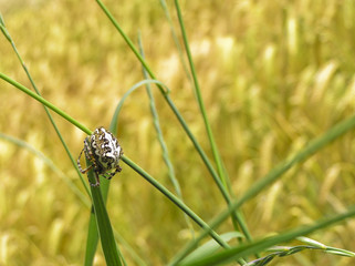 Natur