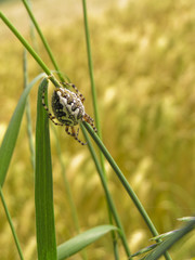 Natur
