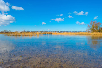 Feral horses in a field along a frozen lake in winter