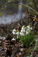 A snowdrop growing next to a rural road