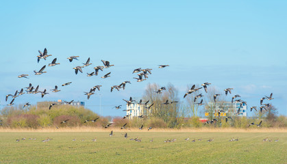 Fototapeta na wymiar Geese flying along the skyline of a city in winter